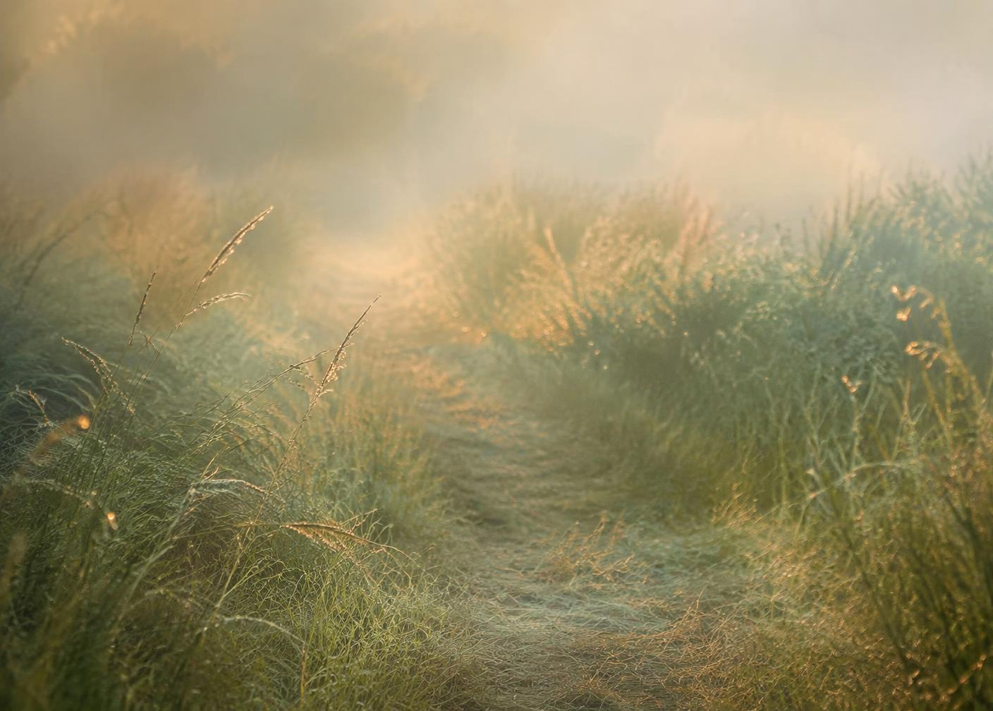Caminho natural ao amanhecer em meio à vegetação